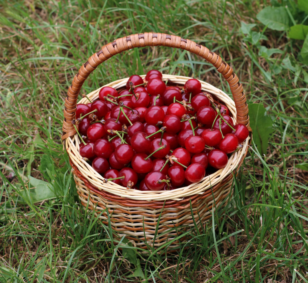 Caja de 20 kg de cerezas frescas