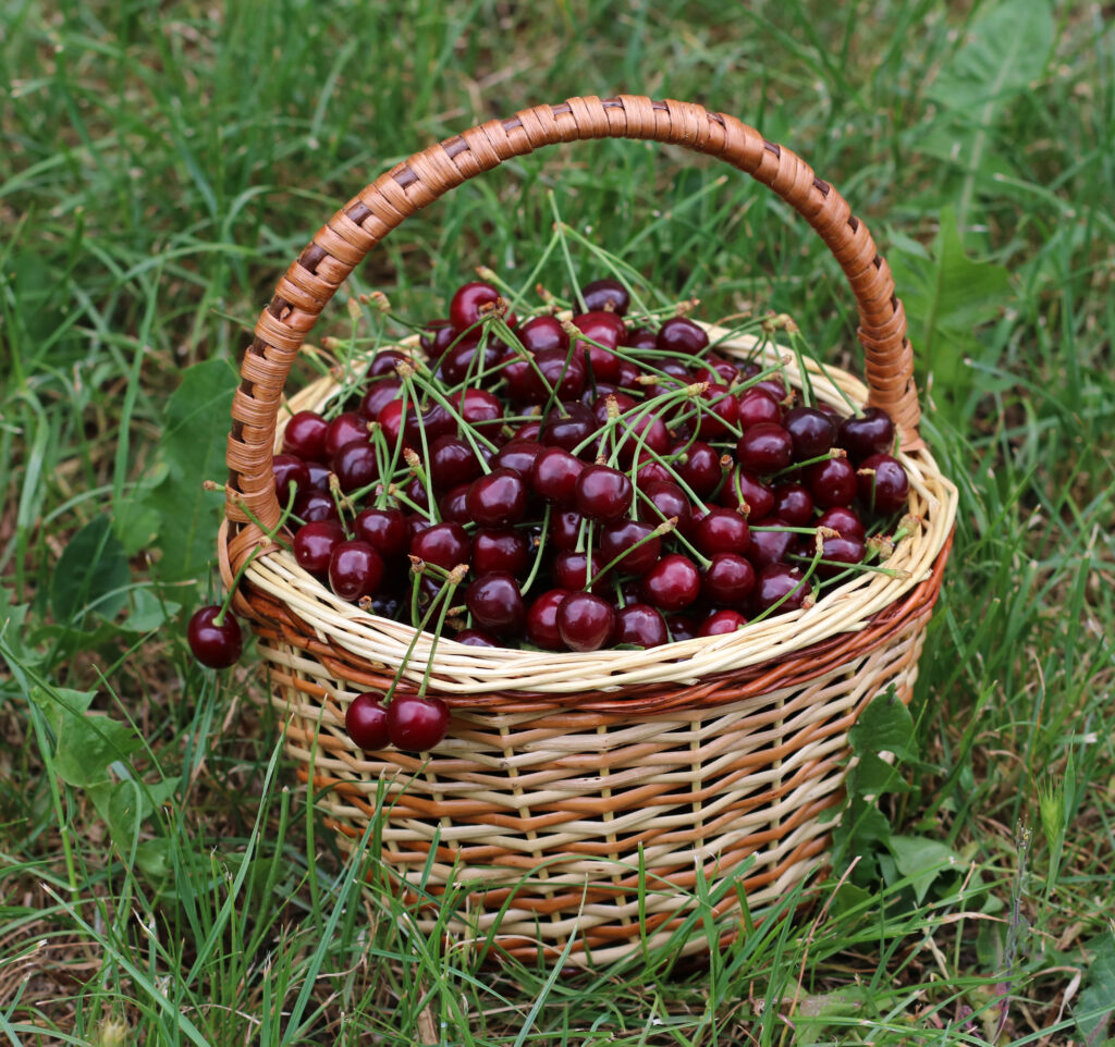 Caja de 5 kg de cerezas frescas