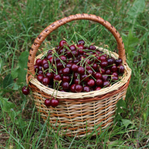 Caja de 5 kg de cerezas frescas