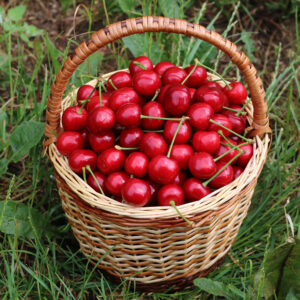 Caja de 10 kg de cerezas frescas